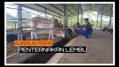 Kursus Asas Penternakan Lembu Youtube