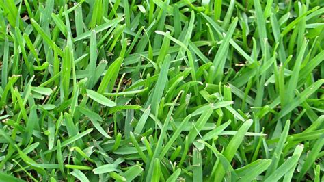 Identifying Floratam St Augustine Grass A Comprehensive Guide My Heart Lives Here