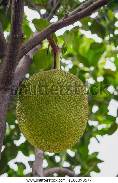 Fresh Green Jackfruit Artocarpus Heterophyllus Hanging Stock Photo