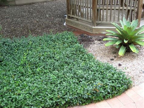 Asiatic Jasmine | Ground cover plants, Ground cover, Florida landscaping