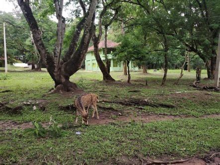 Nagarhole National Park Near Kabini - Safari Timing, Ticket Fee & Photos