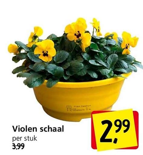 Violen Schaal Aanbieding Bij Jan Linders 1Folders Nl