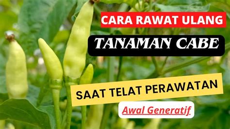 Cara Perawatan Tanaman Cabe Yang Telat Dalam Pertumbuhan Youtube