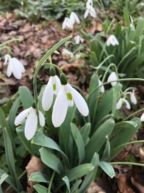 Galanthus Elwesii Comet Beth Chatto S Plants Gardens