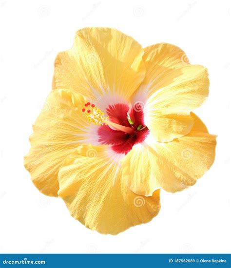 Yellow Hibiscus Flowers Chinese Rose Stock Image Image Of Wild