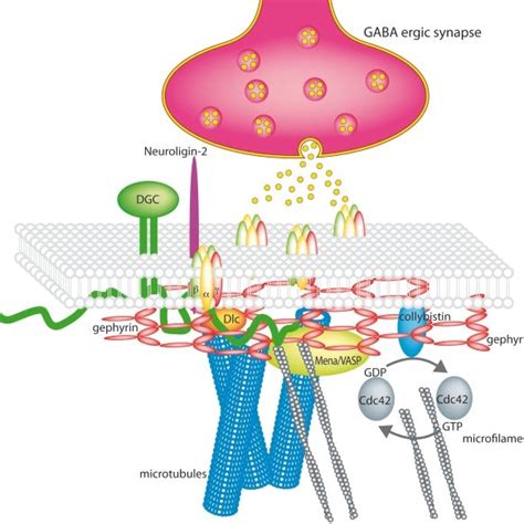 Gabaa Receptor Trafficking Gabaa Receptors Are Synthesized And