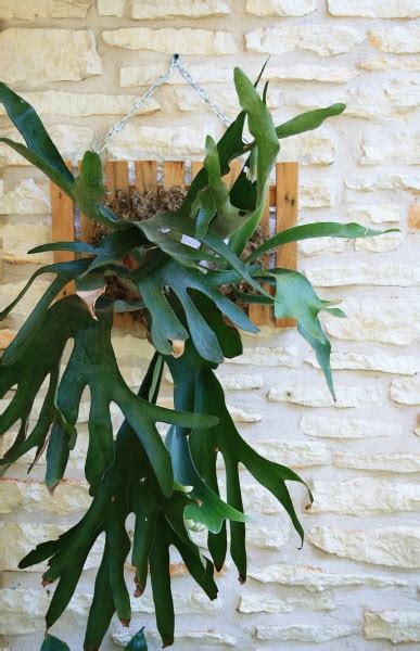 Gardening with a Not-So-Angry Redhead: DIY Staghorn Fern Mount