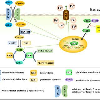 Iron loading and lipid peroxidation mechanism of ferroptosis | Download Scientific Diagram