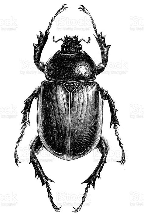 Antique Illustration Of Scarab Beetle Imagenes De Escarabajos Arte