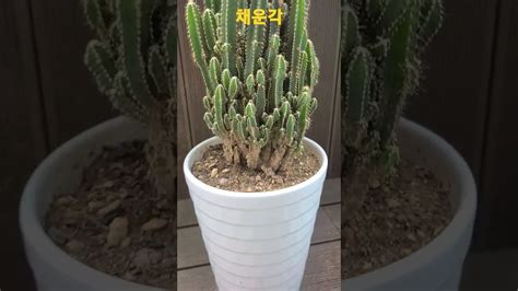 다육이 채운각 succulents 다육이 YouTube