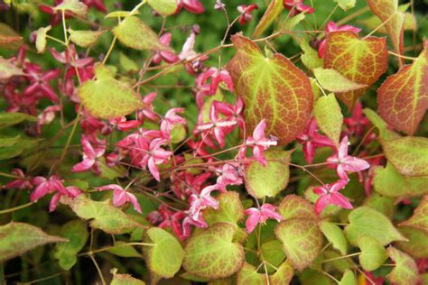 The Most Beautiful Ground Cover Plants Plantura