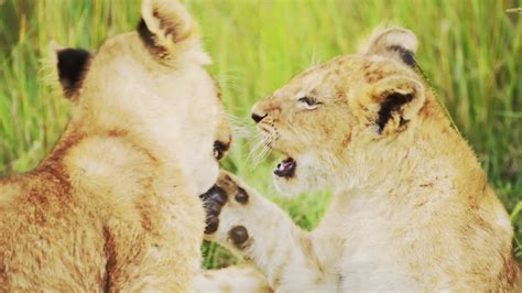 Premium stock video - Lion cubs playing in africa, funny baby animals ...