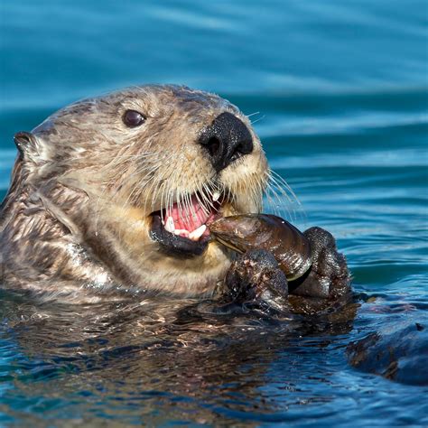 Sea Otters Eating