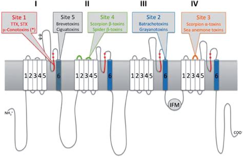 Schematic Diagram Of A Subunit Of Voltage Gated Sodium Channel Vgsc