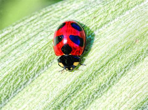 Crawlies with Cri: Transverse lady beetle - Illinois Valley News