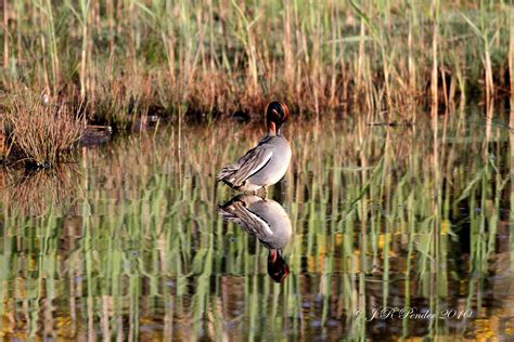 Joe Pender Wildlife Photography May