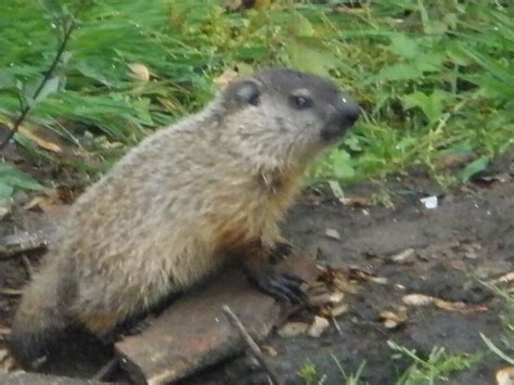 "baby groundhog" by ssphotoshop | Redbubble