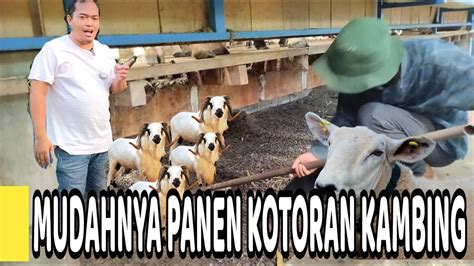 Mudahnya Panen Mutiara Hitam Kotoran Kambing YouTube