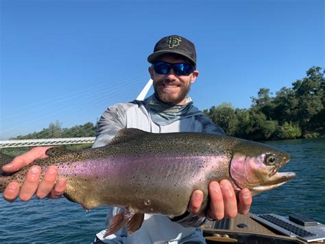 Sacramento River Fish Report Sacramento River Giant Rainbow Trout