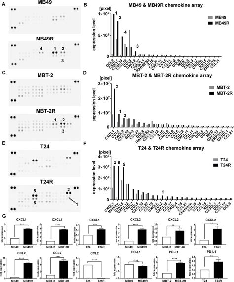 Expression Levels Of Chemokines In Cisplatin Resistant Cells Compared