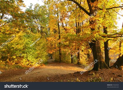 Vibrant Warm Colors Autumn Forest Scenery Stock Photo 41632525