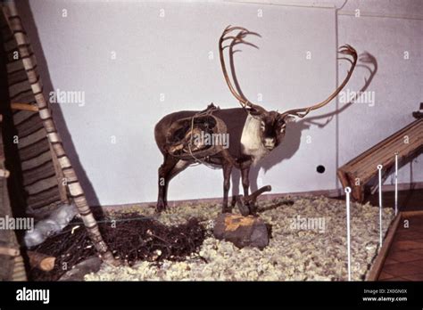 A Reindeer And A Lapp Tent In The Norwegian Folk Museum In Oslo