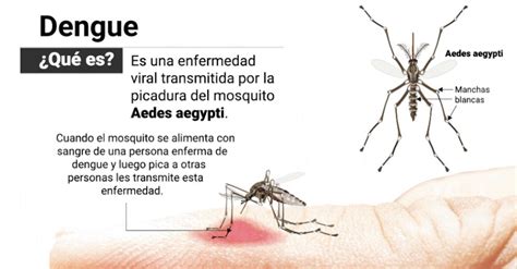 ¿qué Es El Dengue