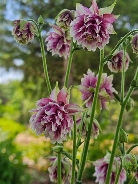 Aquilegia Vulgaris Var Stellata Plena Nora Barlow The Old Dairy