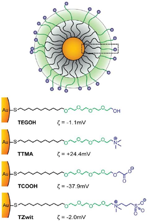 Figure Structural Representation Of Gold Nanoparticles Nm Core