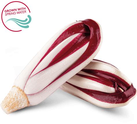 Radicchio Rosso Tardivo