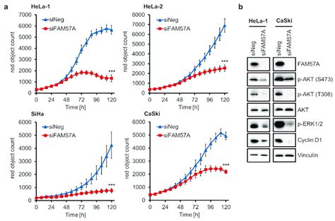 Effects Of FAM57A Silencing On The Proliferation Of HPV Positive Cancer