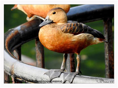 Lesser Whistling Duck Green Initiative