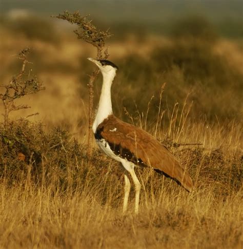 Great Indian Bustard - BirdForum Opus | BirdForum