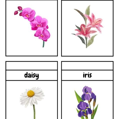 Free Plants Flashcards Pdf Printable And Online Worksheets Pack