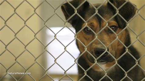 Maryland Woman Who Ran Animal Shelter Charged With 66 Counts Of