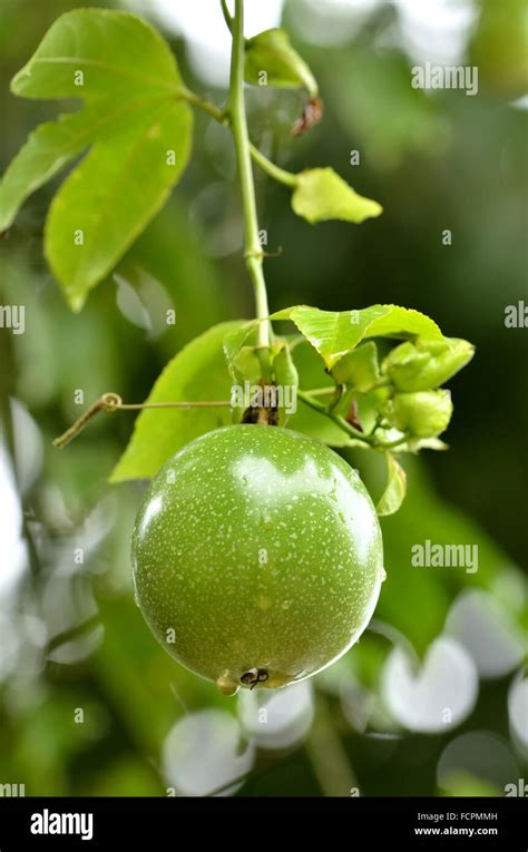 Passion Fruit Plant Hi Res Stock Photography And Images Alamy