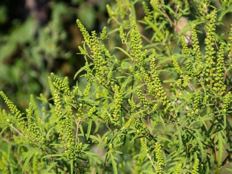 Western Ragweed Flower