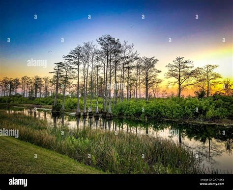 Florida Swamp - sunset and cypress trees Stock Photo - Alamy