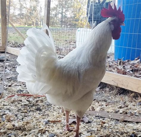 Austra White - White Egg Laying Chickens for Sale | Cackle Hatchery