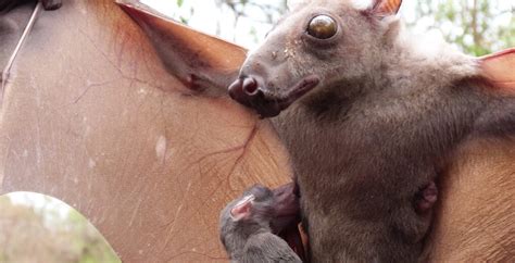 Hammerhead Bat from Africa | Critter Science