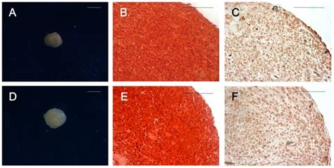 A Cartilage Nodule Formed By Sfcs After The Induction Period B