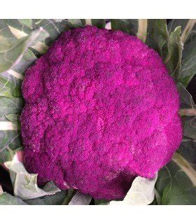 Coliflor Violeta De Sicilia Semillas No Tratadas