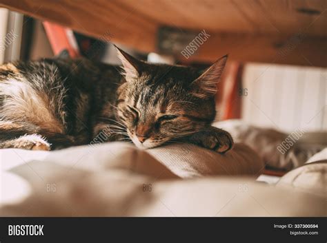 Beautiful Tabby Cat Image And Photo Free Trial Bigstock