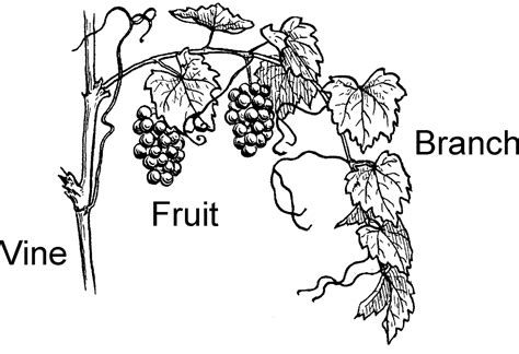 I Am The Vine You Are The Branches Coloring Page Coloring Pages