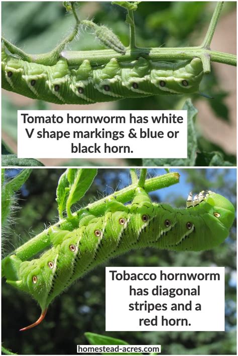 Tobacco Hornworm And Tomato Hornworm