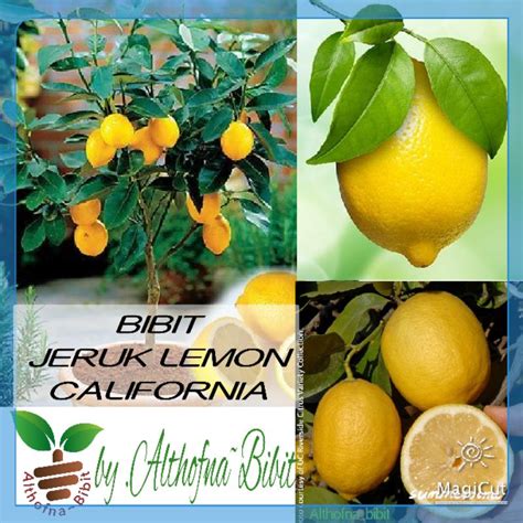 Jual Bibit Buah Jeruk Lemon California Kondisi Berbuah Shopee Indonesia