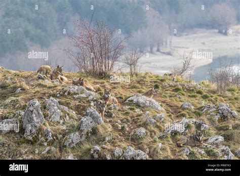 Wolves In Nature Stock Photo Alamy