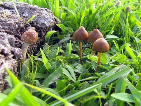 Psilocybe Mexicana Alchetron The Free Social Encyclopedia