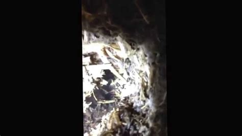 North Dakota Muskrat Hut Trapping Youtube