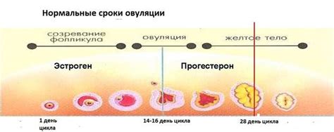 Ранняя овуляция: может ли она быть сразу после месячных, причины ...